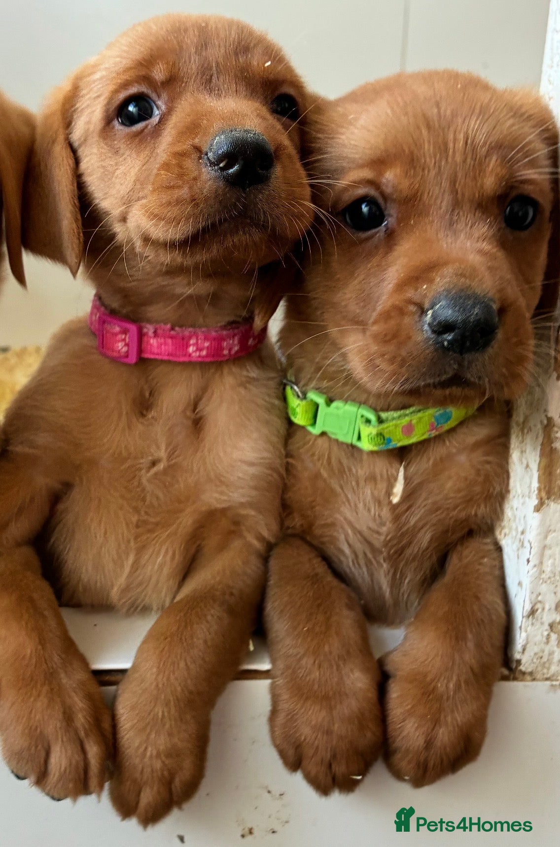 Labrador Retriever dogs 5 fox red Labradors pups  - Advert 16