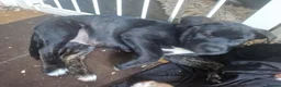Mixed Breed dogs for sale: AVALIABLE husky cross staff  in Manchester - Advert 18