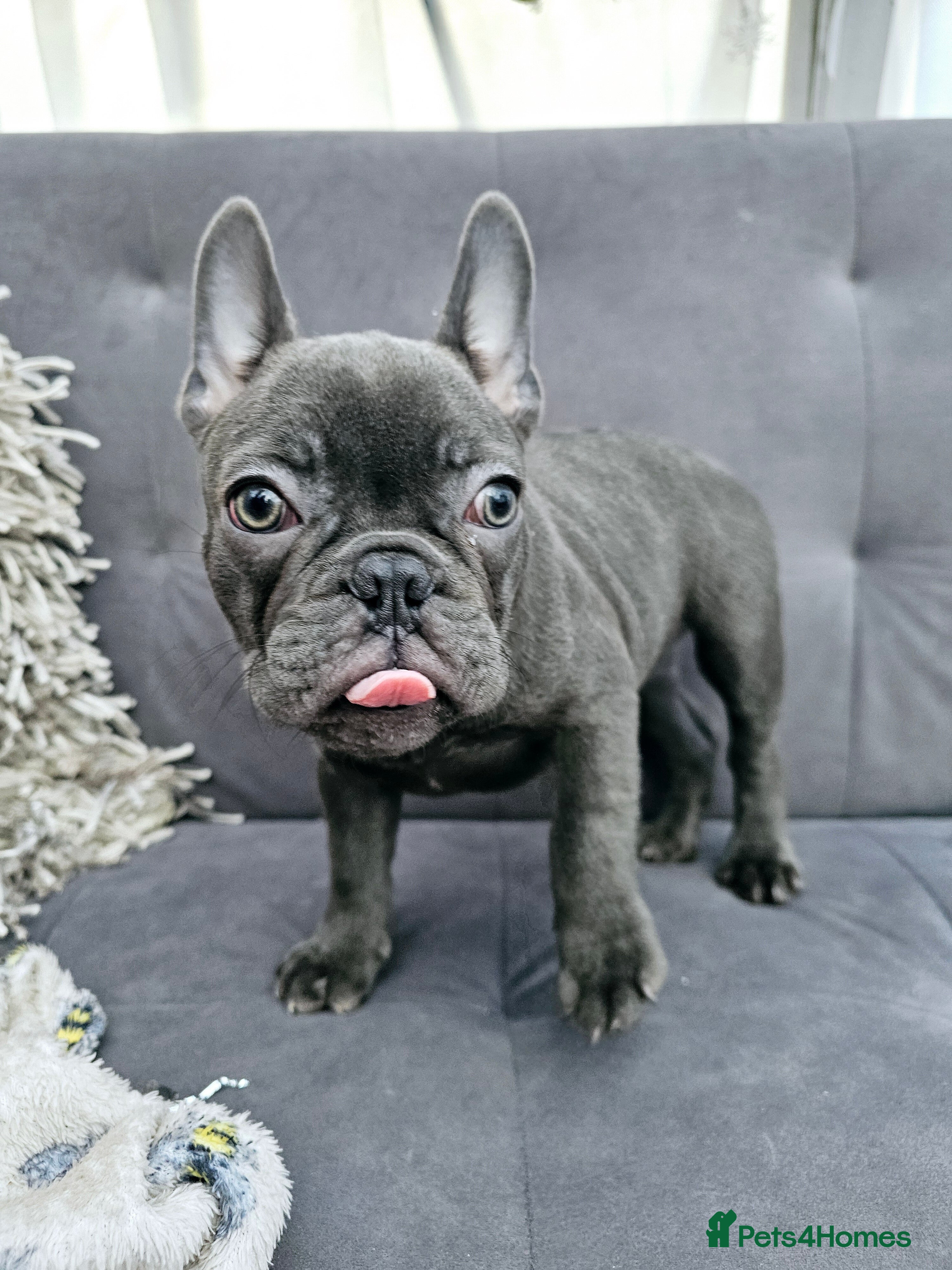 French Bulldog dogs French bulldog puppies  - Advert 4