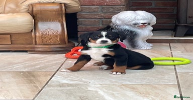 Bernese Mountain Dog dogs - Advert 6