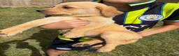 Labrador Retriever dogs for sale: Labrador puppies  - Advert 13