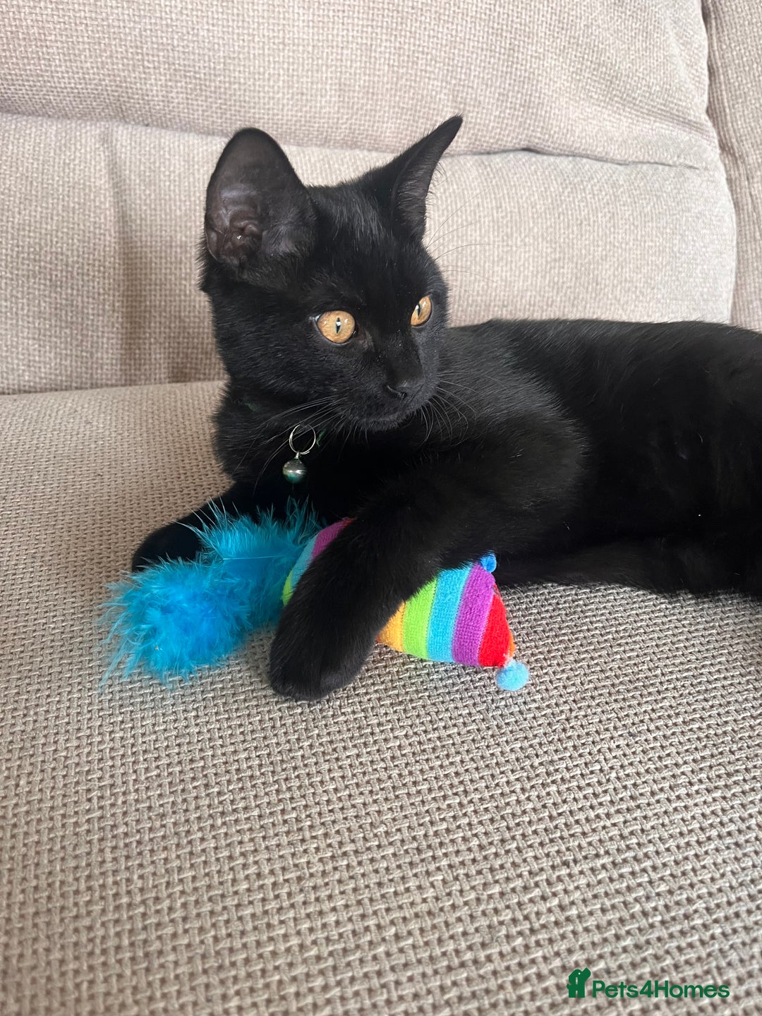 Mixed Breed cats for sale: 8 month old kitten - Advert 3