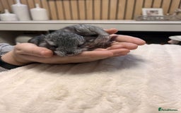 Chinchilla rodents for sale: Beautiful baby angora chinchillas  - Image 12