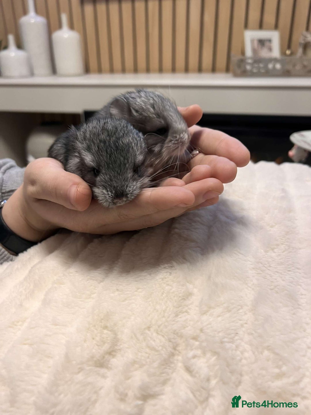 Chinchilla rodents for sale: Beautiful baby angora chinchillas  - Image 12