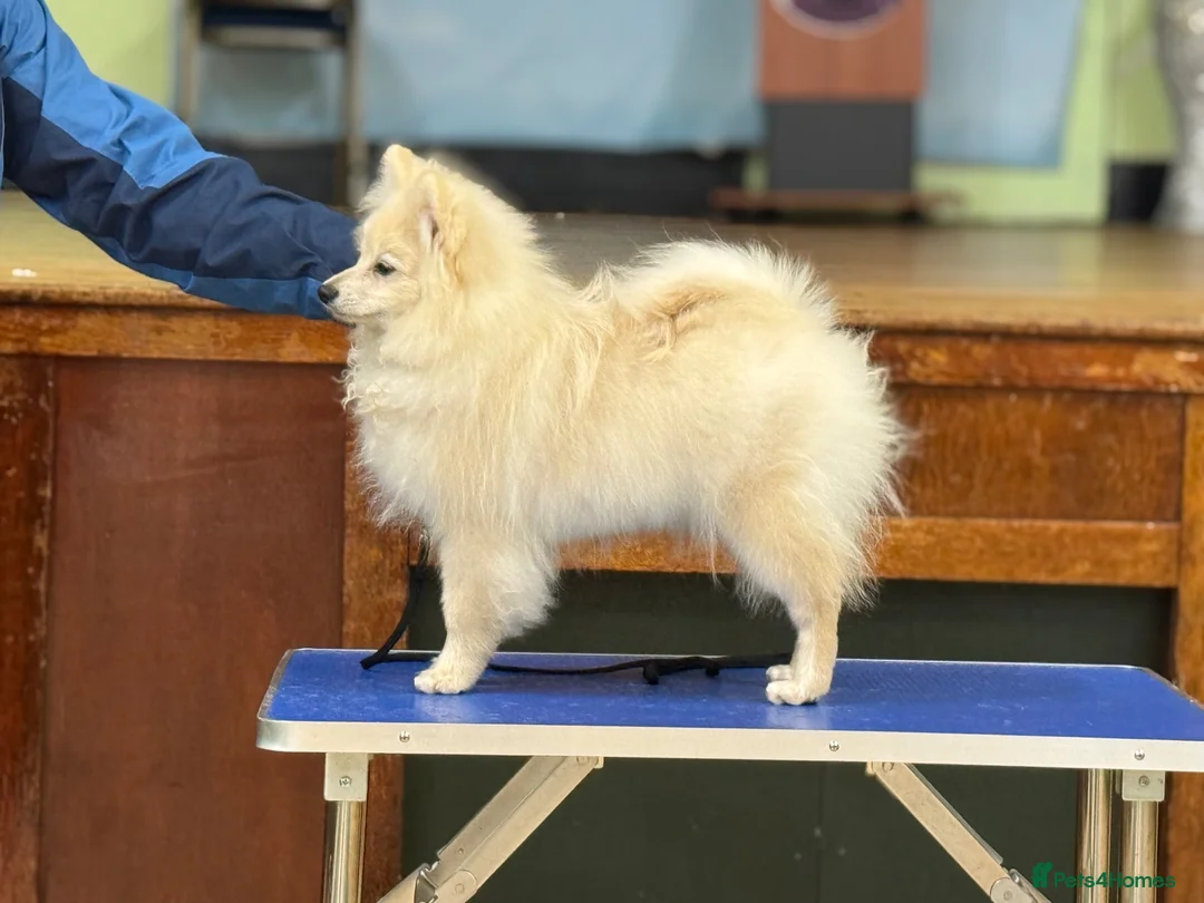 German Spitz dogs for sale: *** Beautiful Cream German Spitz *** - Advert 6