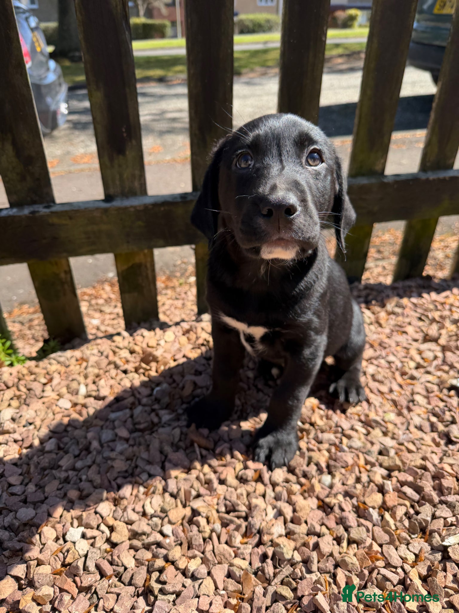 Labrador Retriever dogs Ready to leave Labrador Puppies - Advert 14
