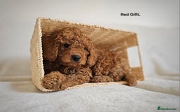 Cavapoo dogs for sale: Adorable F1b Cavapoo Puppies Ready 15th November - Image 16