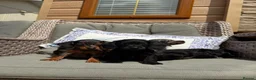 Doxiepoo dogs for sale: Miniature doxiepoo puppies (council licensed)  - Advert 15