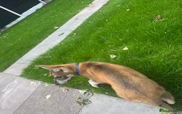 German Shepherd dogs for sale: Rex German Shepard puppy - Image 3