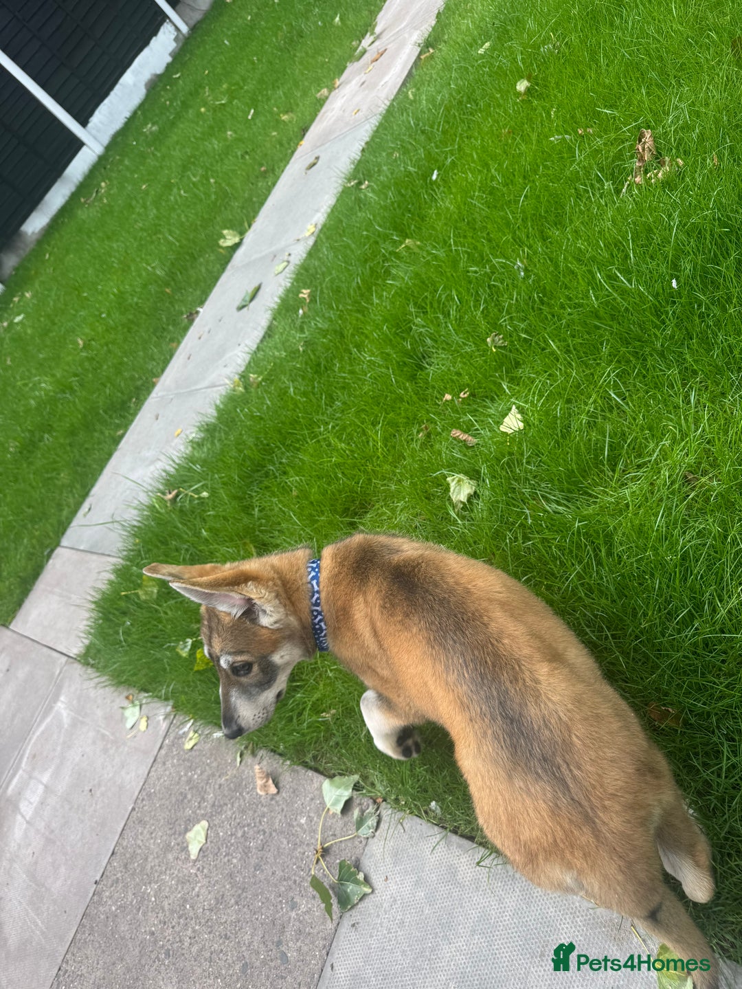 German Shepherd dogs for sale: Rex German Shepard puppy - Image 3