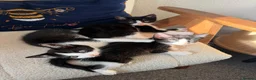 Mixed Breed cats for sale: black and white kittens  - Advert 6