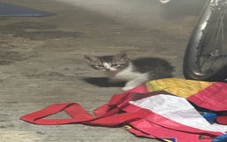 Domestic Shorthair cats for sale: kittens for sale - Image 4