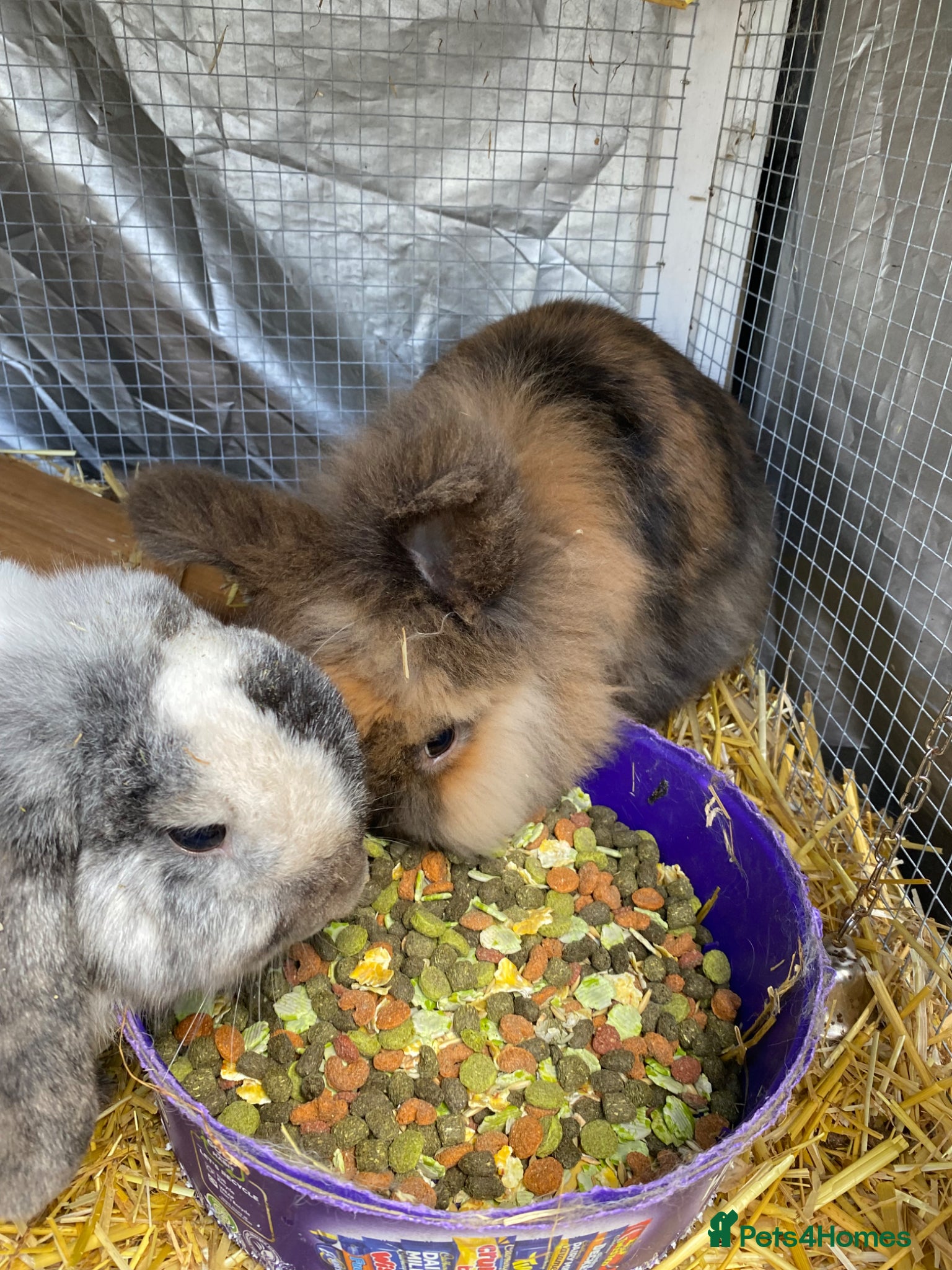 Mini Lop rabbits Billy and Barney needing a forever home  - Advert 1