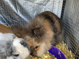 Mini Lop rabbits Billy and Barney needing a forever home - Advert 1