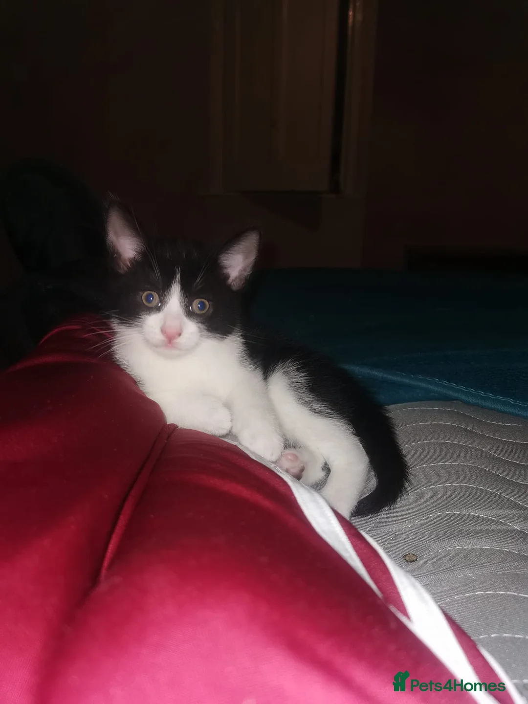 Mixed Breed cats for sale: 1 male 3 female kittens  in Manchester - Advert 16