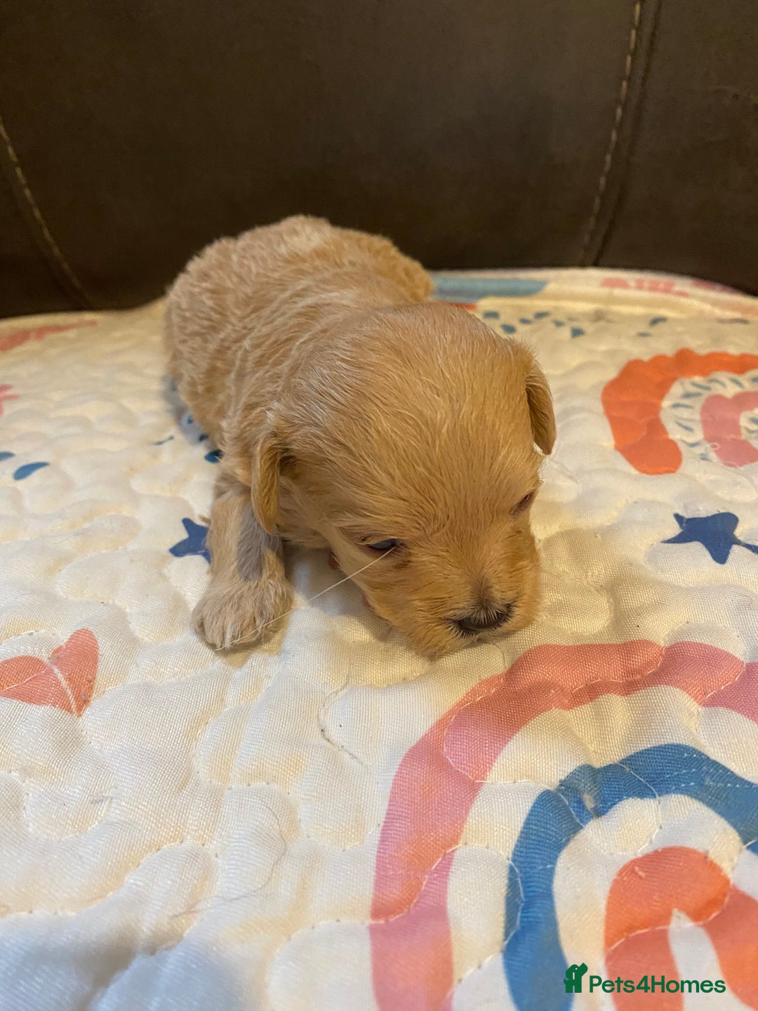 Maltipoo dogs for sale: Adorable Maltipoos Puppies  - Advert 37