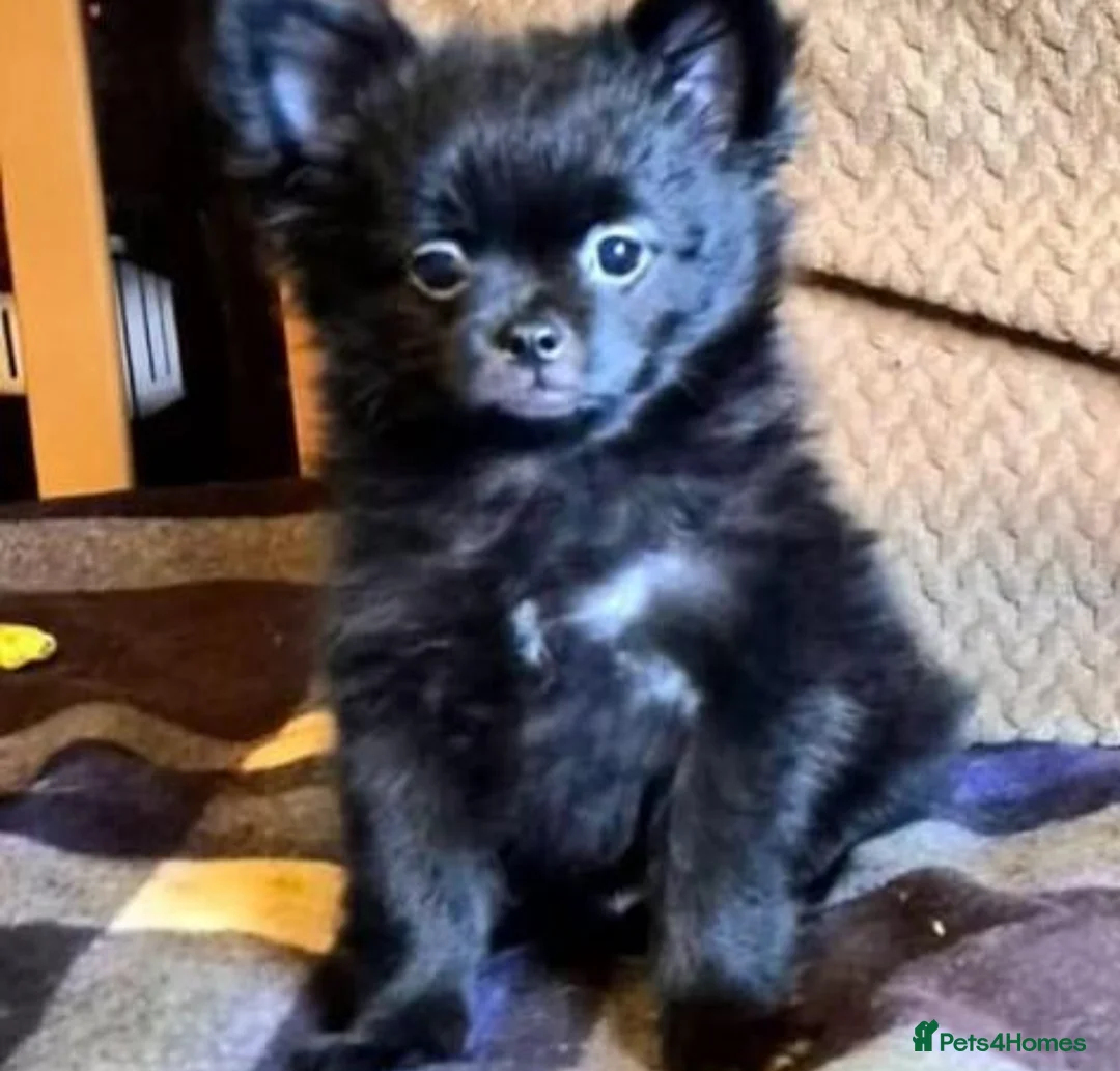 Mixed Breed dogs for sale: Pom cross Pug in Ipswich - Advert 1