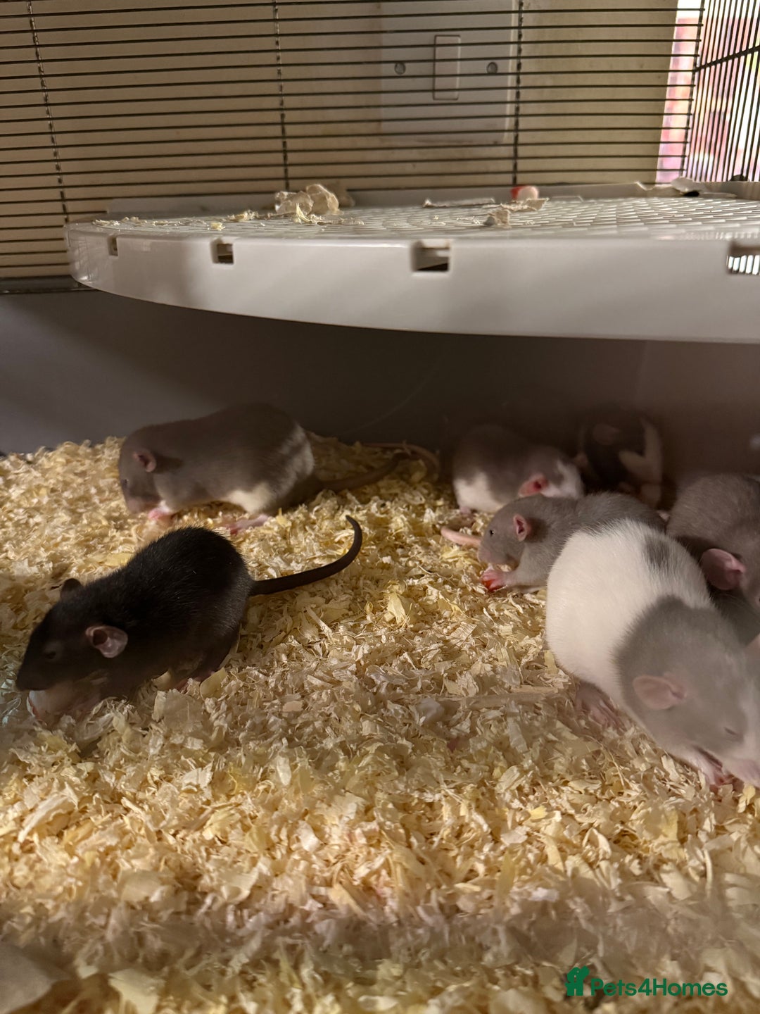 Rat rodents for sale: Adorable baby dumbo rats - Advert 20