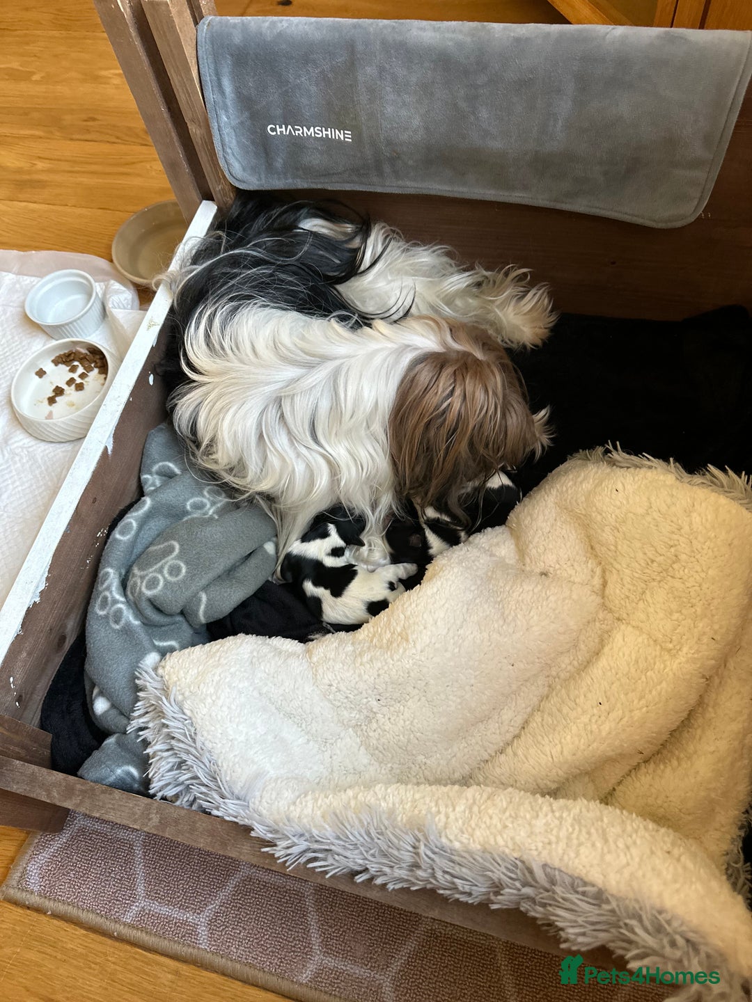 Biewer Terrier dogs for sale: Biewer Terrier Puppies - Advert 11