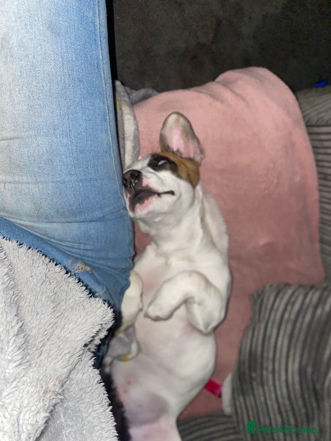 Mixed Breed dogs for sale: Jack Russell/French bulldog - Image 3