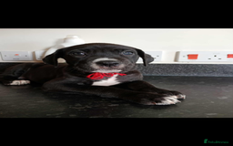 Mixed Breed dogs for sale: Great dane X Cane corso  - Image 14
