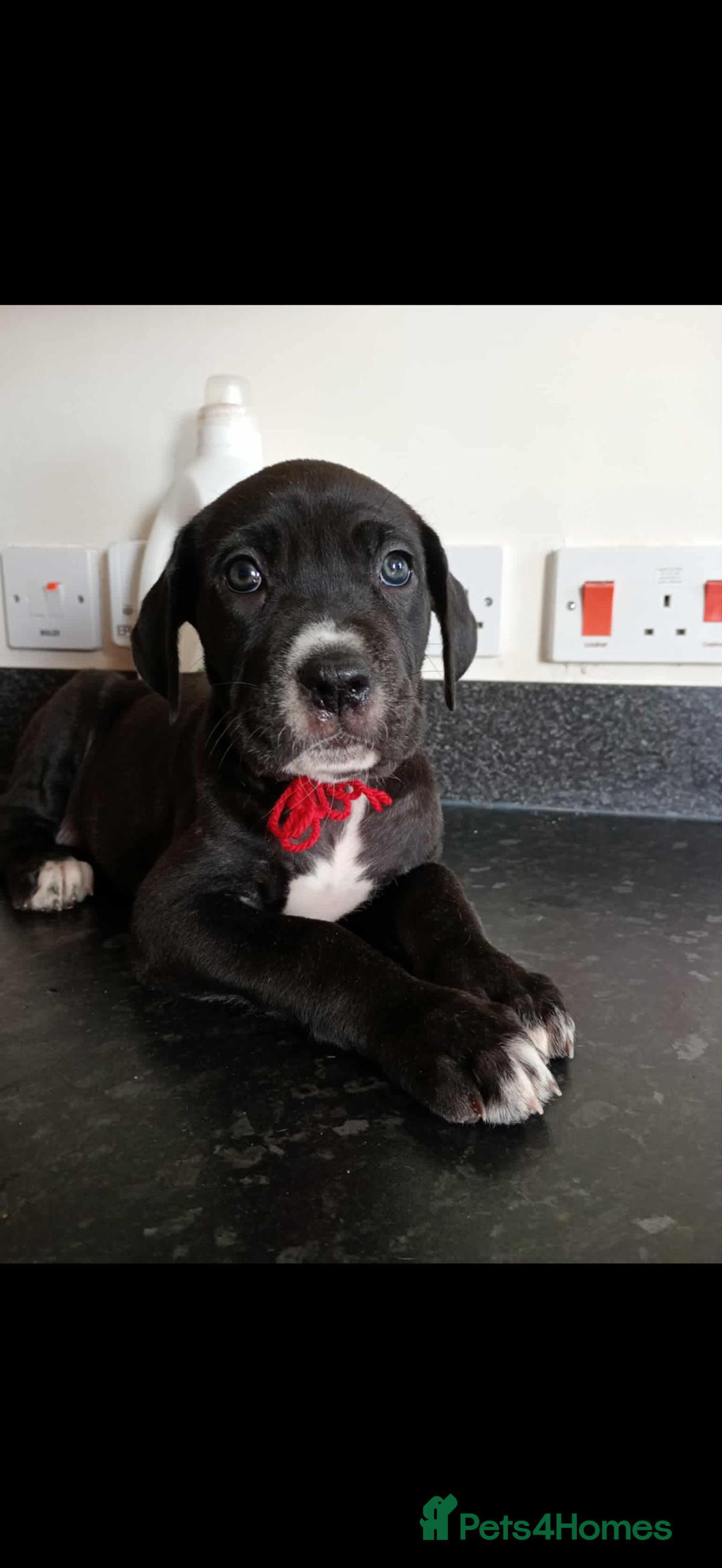 Mixed Breed dogs for sale: Great dane X Cane corso  - Image 14