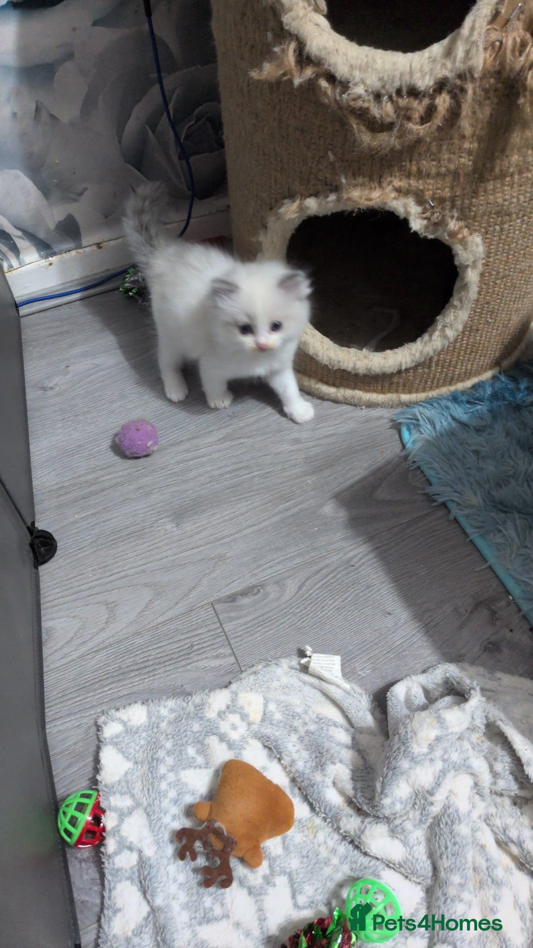 Ragdoll cats for sale: Stunning ragdolls - Advert 21