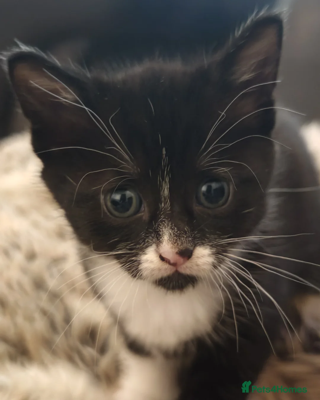 Mixed Breed cats for sale: Beautiful kittens for sale in Buckley - Advert 2