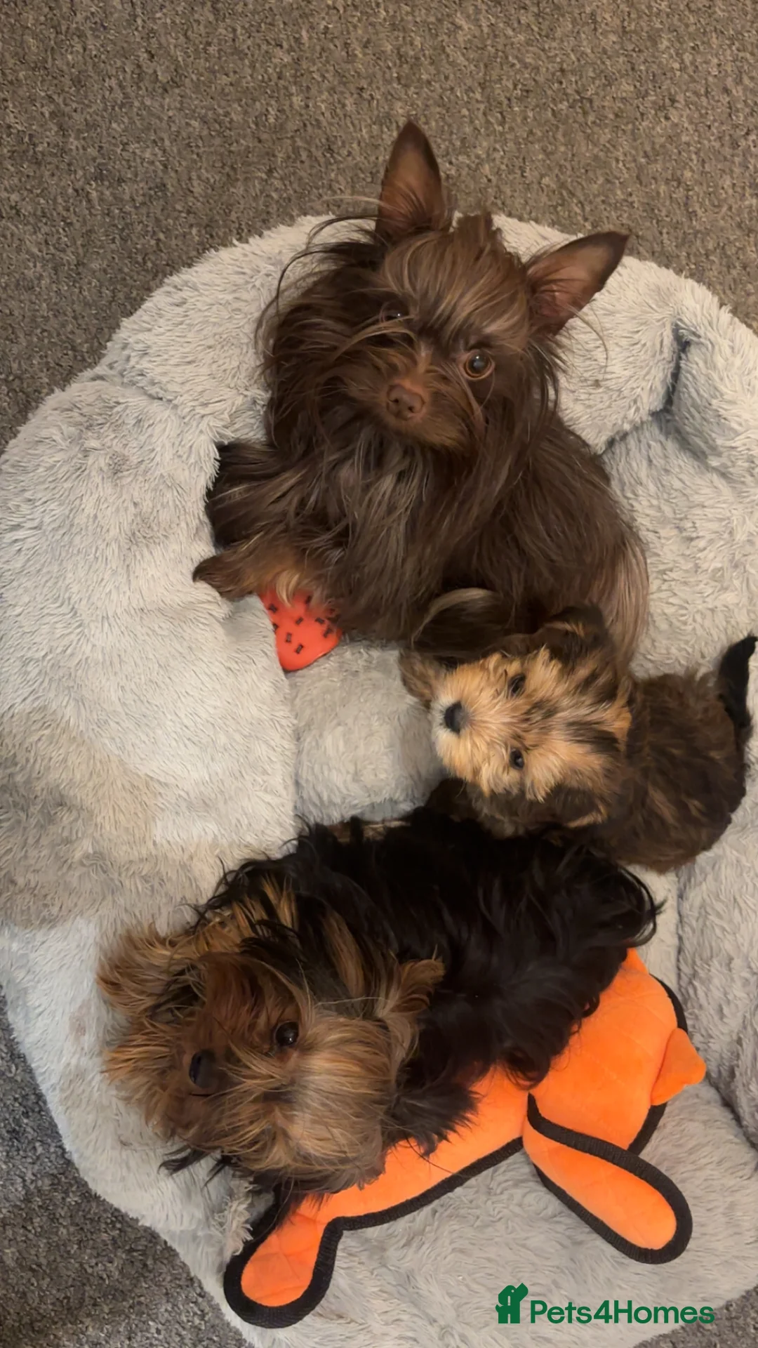 Yorkshire Terrier dogs for sale: Mini Chocolate merle yorkie pup - Advert 2