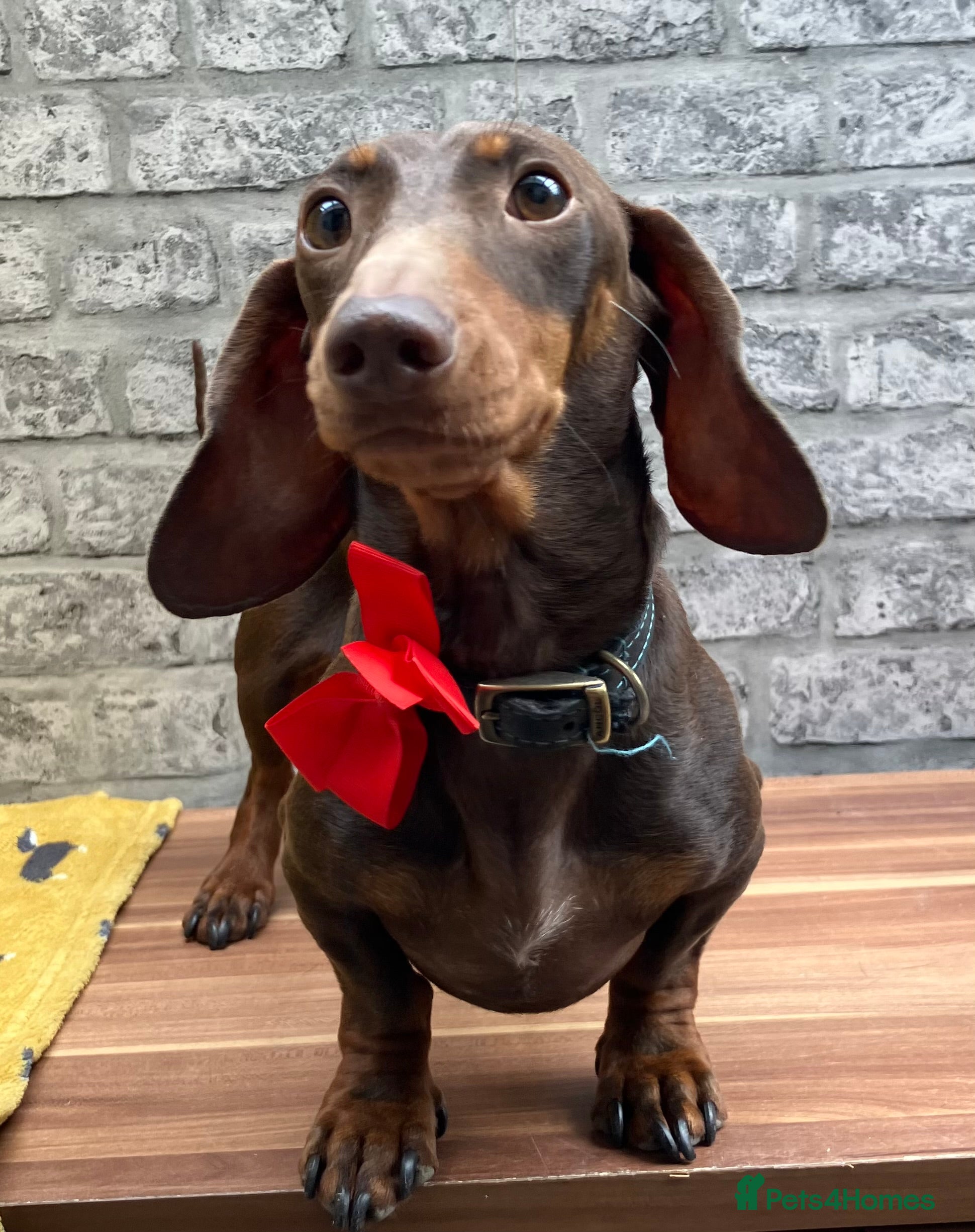 Miniature Dachshund dogs kc reg.. fully health tested miniature dachshund in Wrexham - Advert 17