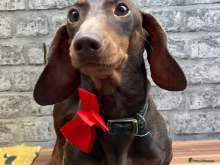 Miniature Dachshund dogs kc reg.. fully health tested miniature dachshund in Wrexham - Advert 18