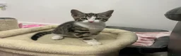 Maine Coon cats for sale: Gorgeous kittens looking for there forever home - Advert 1