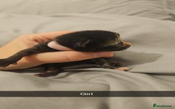 Mixed Breed cats for sale: Calico kittens  - Image 12