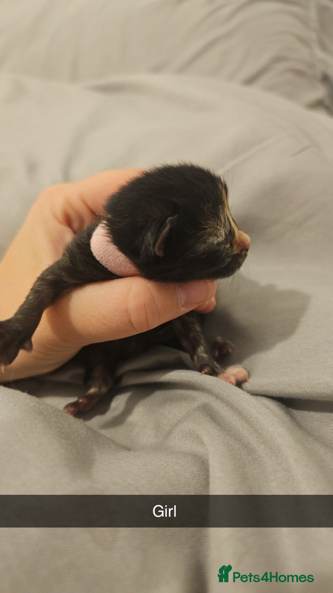 Mixed Breed cats for sale: Calico kittens  - Image 12