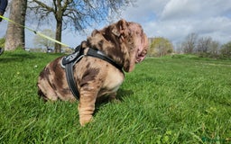 English Bulldog dogs for sale: Mr EMPEROR in London - Image 14