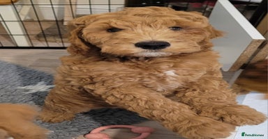 Mixed Breed dogs - Advert 5