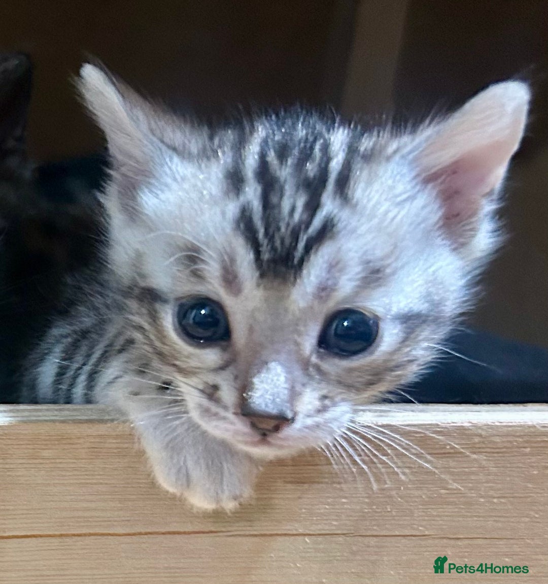 Bengal cats for sale: Last Stunning Bengal kitten ready for reservation  - Advert 1