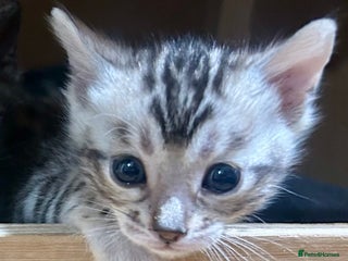 Bengal cats Last Stunning Bengal kitten ready for reservation - Advert 6