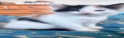 Mixed Breed cats for sale: Domestic Mixed Breed Kittens  in Newton Abbot - Advert 2