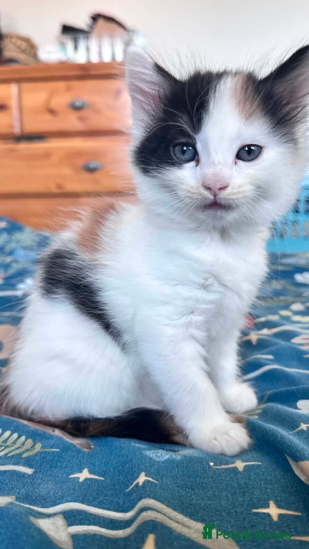 Mixed Breed cats for sale: Domestic Mixed Breed Kittens  in Newton Abbot - Advert 2