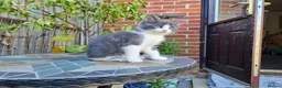 Mixed Breed cats for sale: Beautiful Plush, Fluffy Kittens - RAGBRITS CROSS - Advert 12