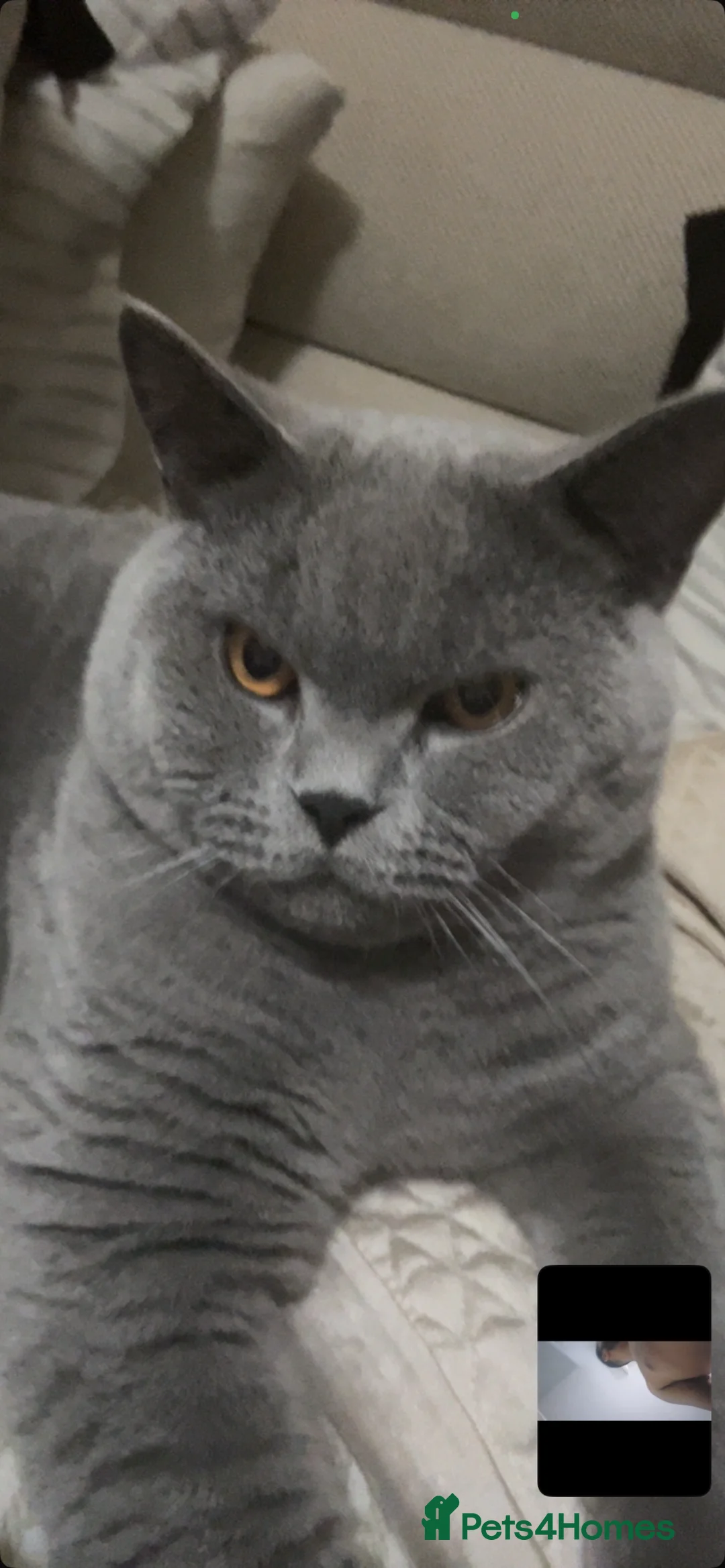 British Shorthair cats for sale: 6 beautiful British short hair kittens in Coventry - Advert 8