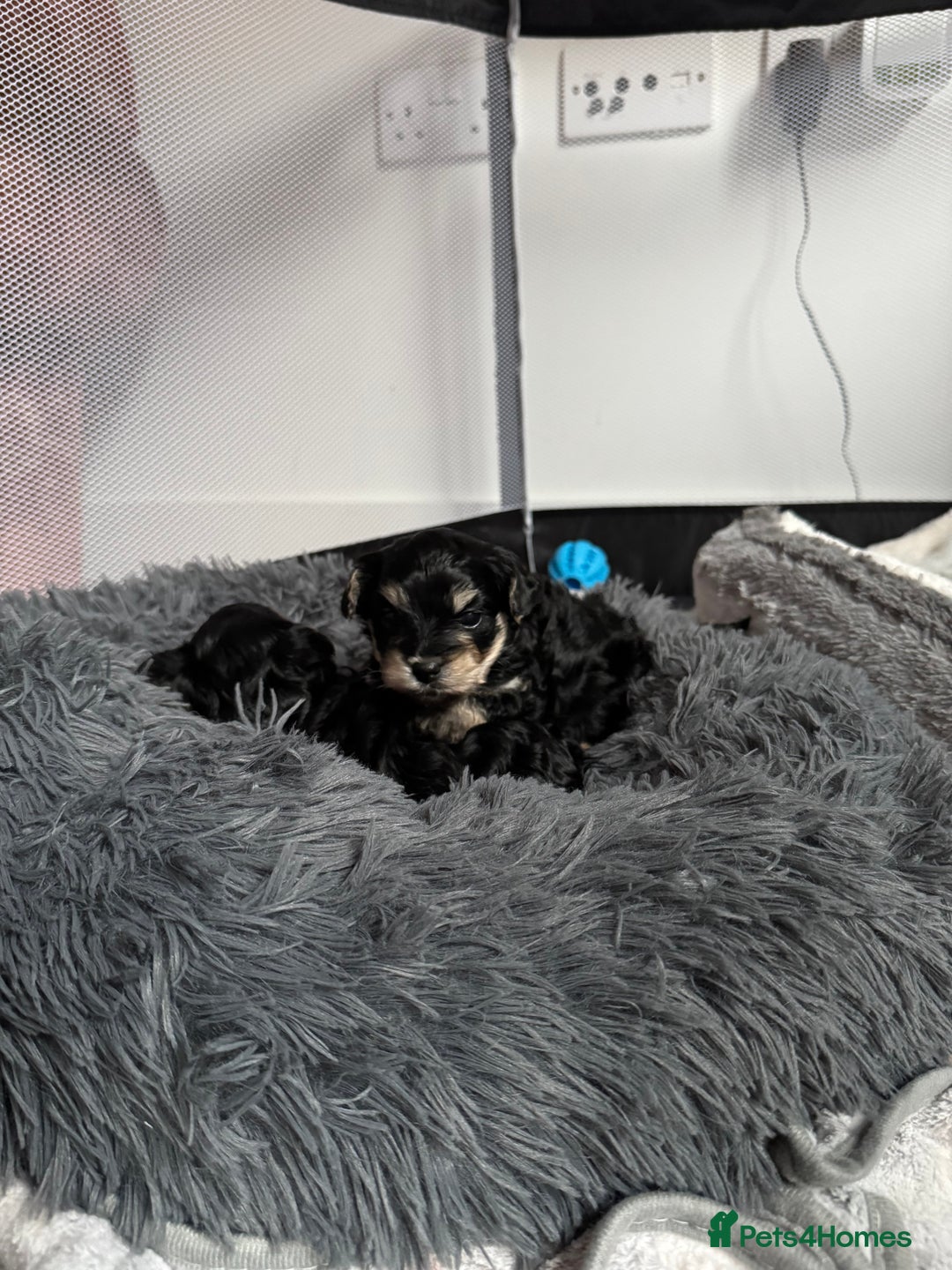 Shihpoo dogs for stud: gorgeous Shihpoo boy for studding  - Advert 16