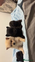 Pomeranian dogs 🌟Pomeranian🌟 - Advert 1