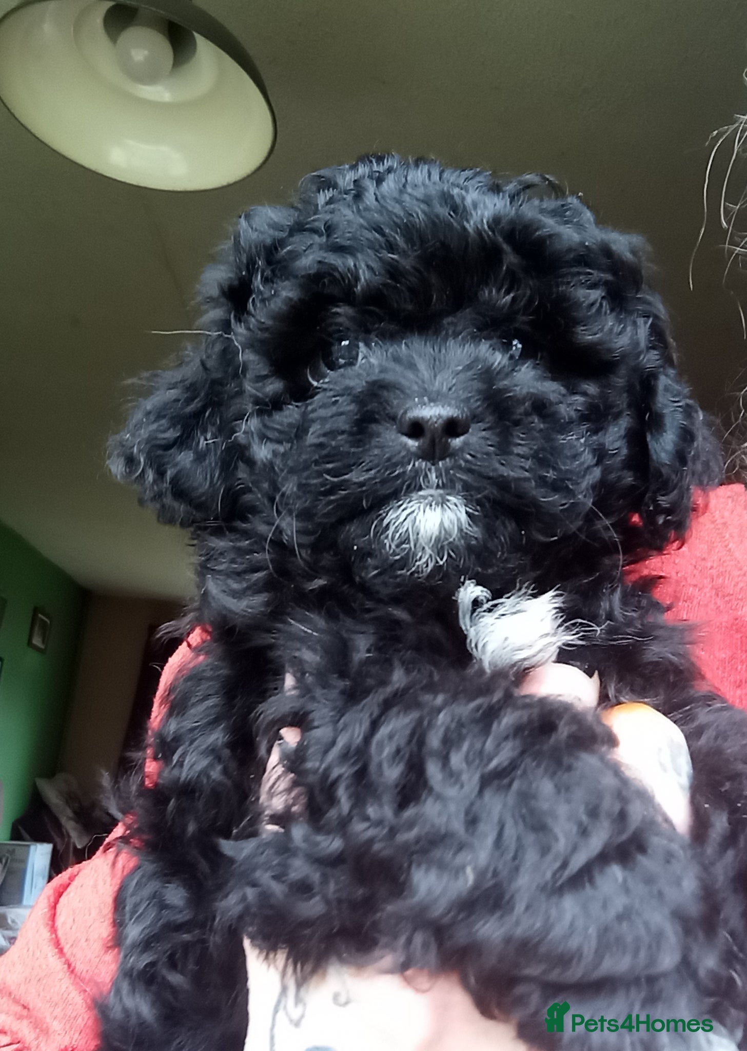 Poodle dogs POODLE CROSS PUPS  - Advert 7