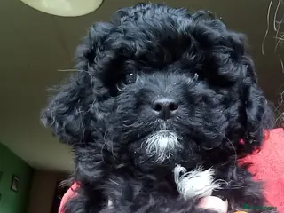 Poodle dogs POODLE CROSS PUPS - Advert 10