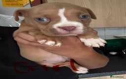 American Bully dogs for sale: Pocket bullies - Image 3