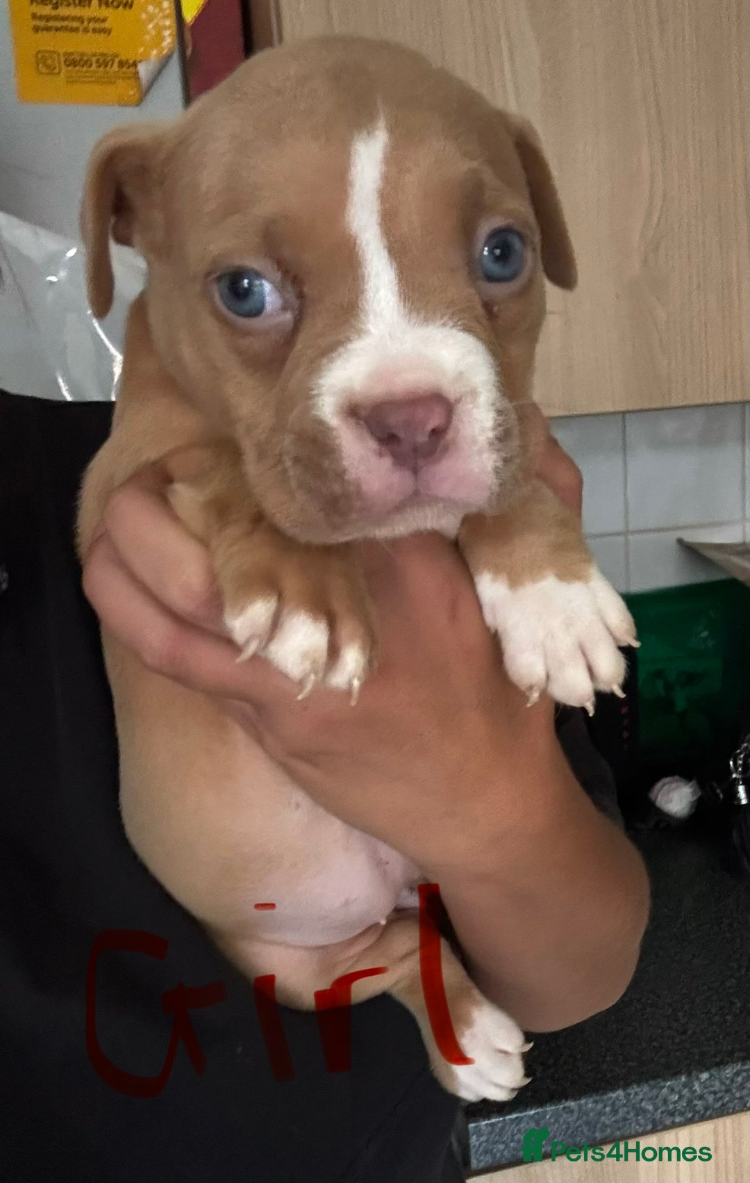 American Bully dogs for sale: Pocket bullies - Image 3