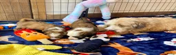 Tibetan Terrier dogs for sale: Beautiful Kc Registered Tibetan Terrier Puppies - Advert 7