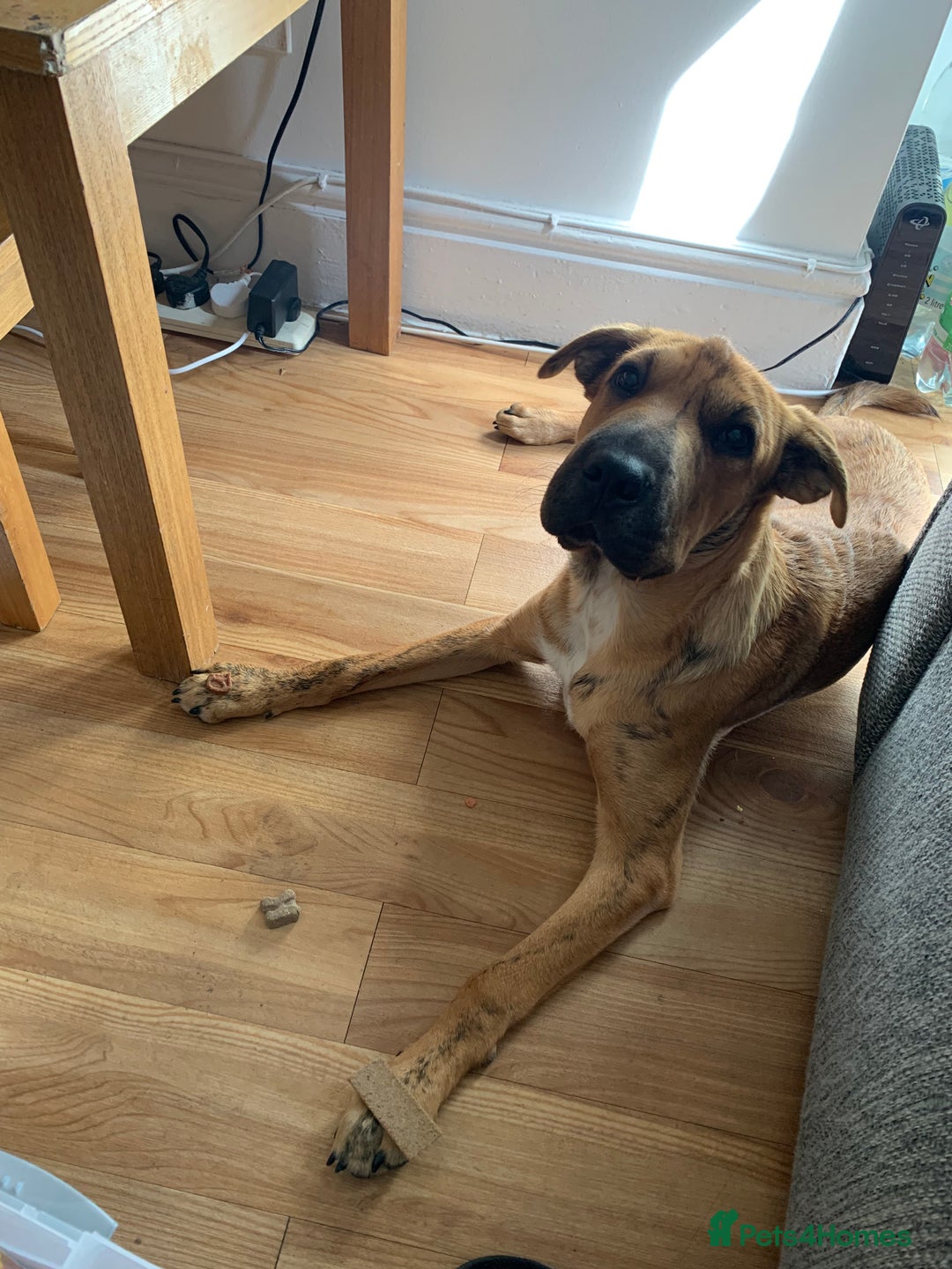 Mixed Breed dogs for sale: Well-Trained Pup Looking for His Forever Home - Image 6